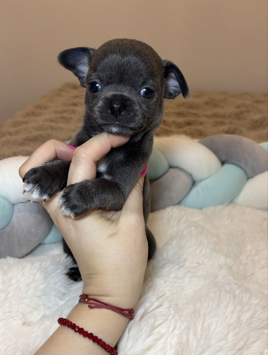 Chihuahua krótkowłosy blue niebieski badania DNA ,rodowód