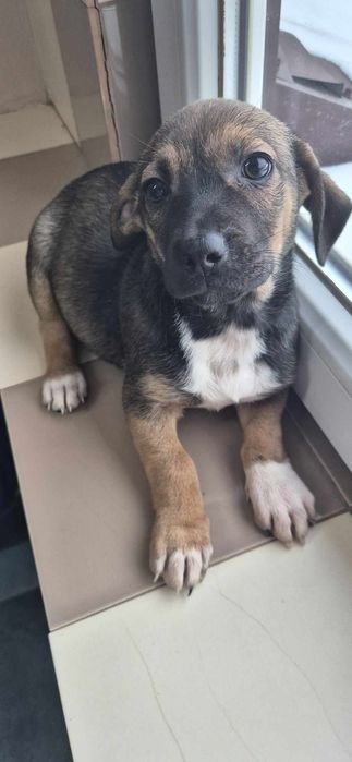 Szczeniaki około 3 miesiące