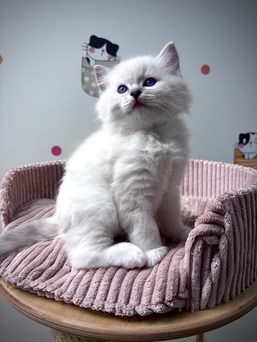 Kocurek  Ragdoll po Grand Inter Championie