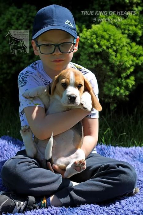 Beagle piesek gotowy do odbioru