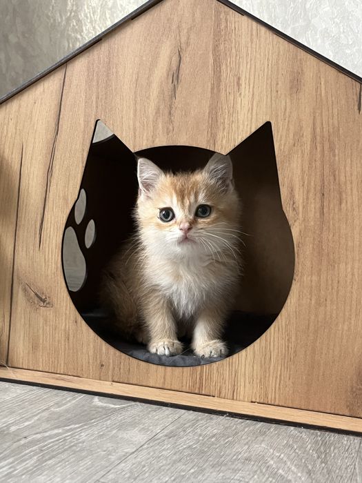 Чудо котик золота шиншила