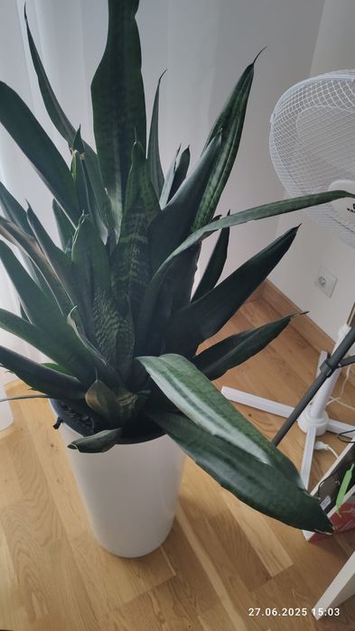 Sansewieria, do odbioru. 200 za sztukę