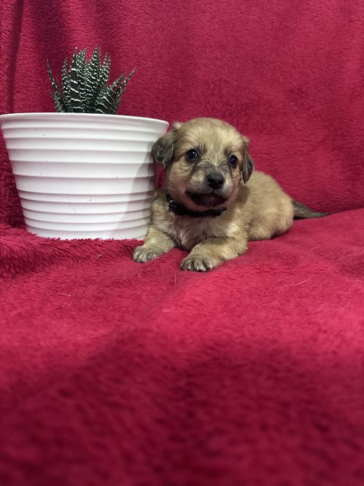 Bebés porte pequeno