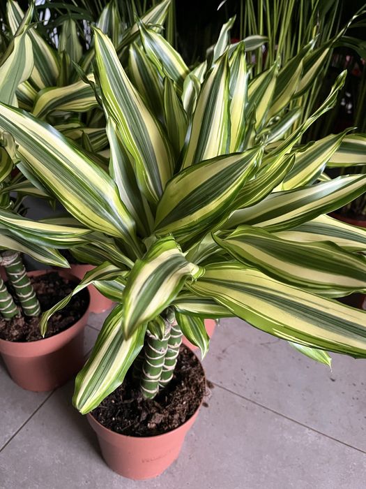 Гіпеаструм,спатифілум,антуріум,каланхоє,драцена Голден Коаст,ноліна,