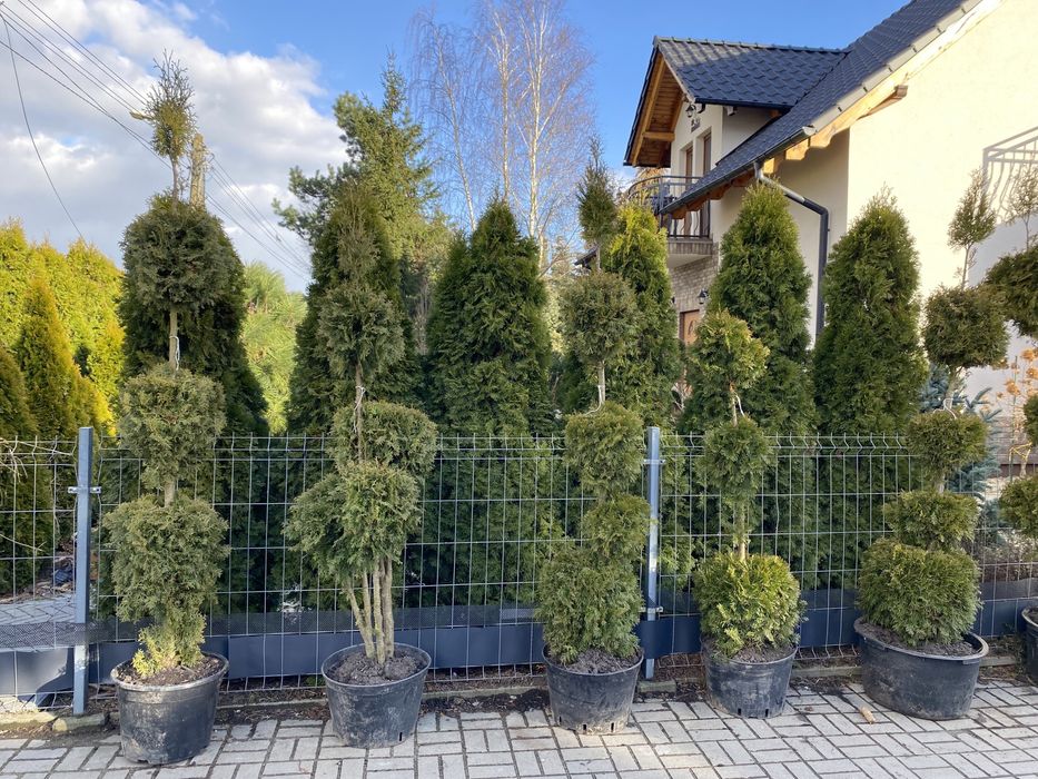 Tuja, tuje szmaragd (thuja, thuje szmaragd)