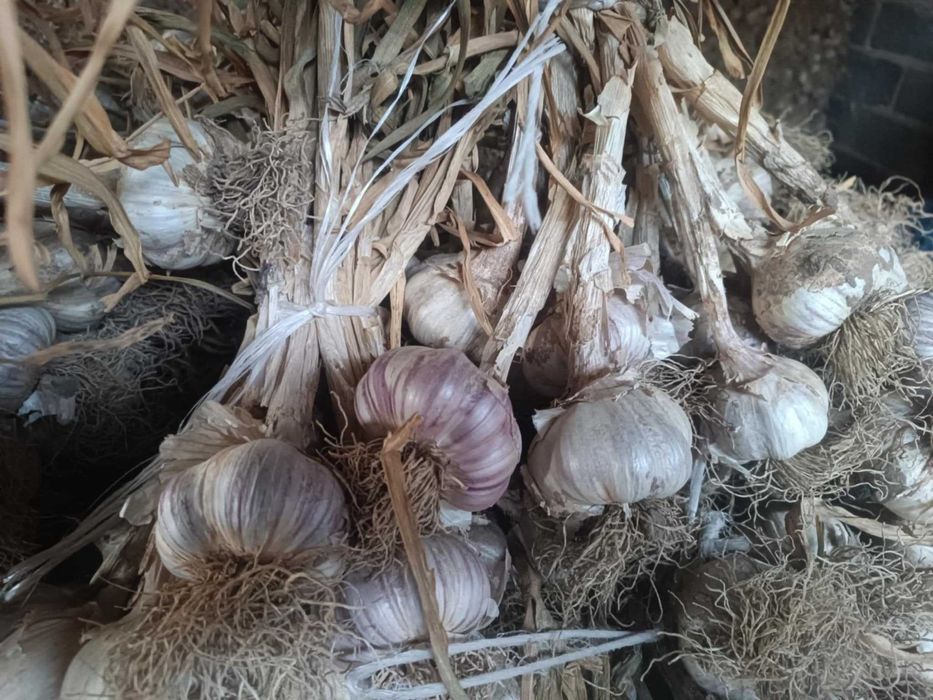 Sprzedam piękny czosnek harnaś gruby