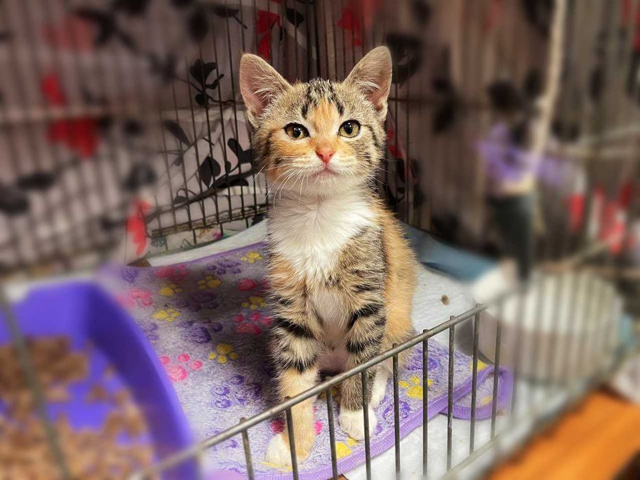 Крихітна милота Моллі (2,5 м) дуже хоче додому! Кошеня, кішка