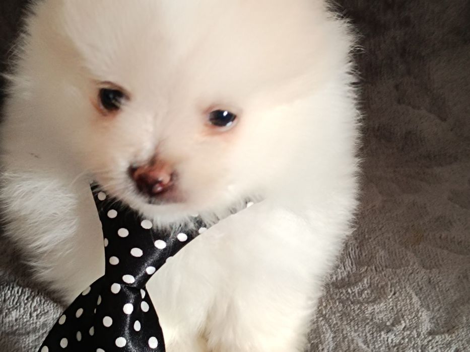 Szpic miniaturowy pomeranian piesek