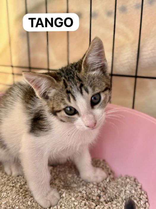 Gatos bebés para adoção responsável
