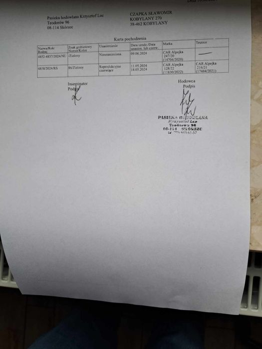 Matki Pszczele 2025 z Linii Alpejka, Krainka W50 Austria,