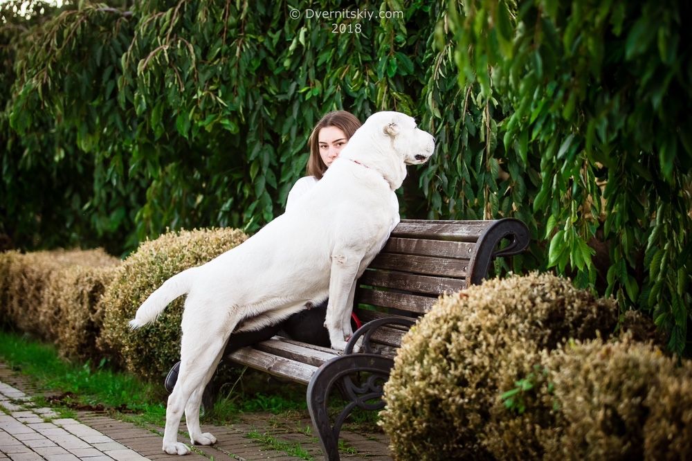 Среднеазит, среднеазиатская овчарка, Сао, алабай высокопородные щенки