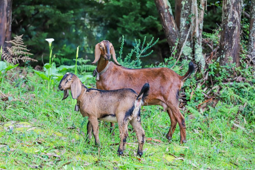 Cabras Anglo Nubianas