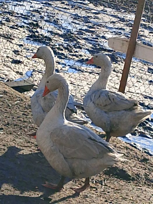 Gęś biała ładna duza