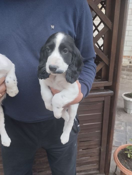 Продам цуценят Спаніельчиків
