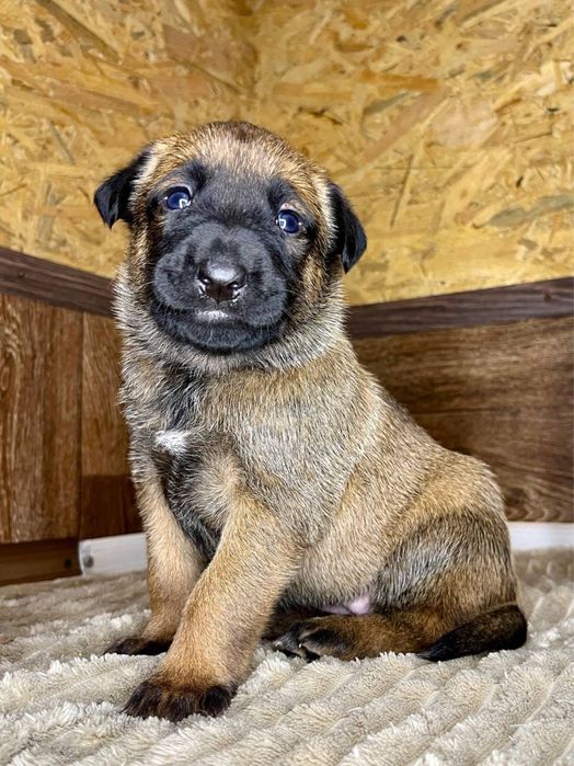 Цуценя бельгійської вівчарки малінуа