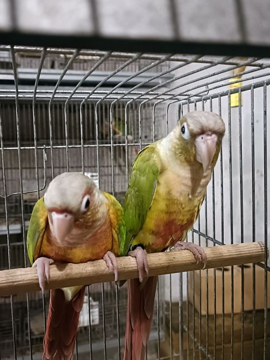 Casal Pyrruras pineapples,