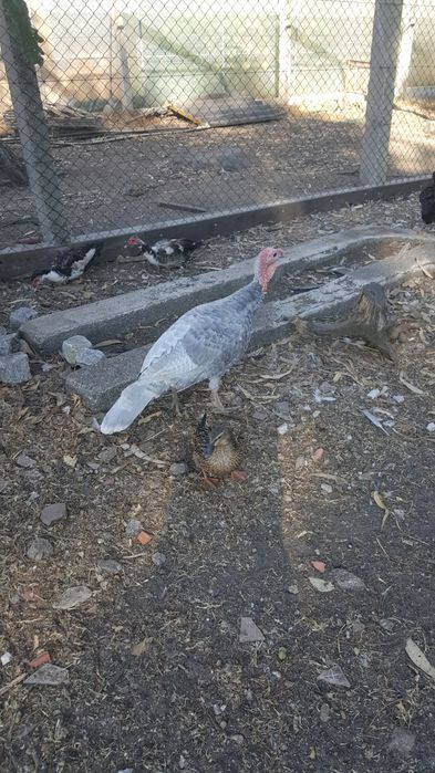 Vendo peru cinzento com um ano