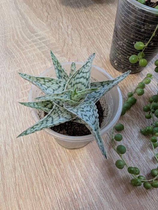 Кімнатні рослини