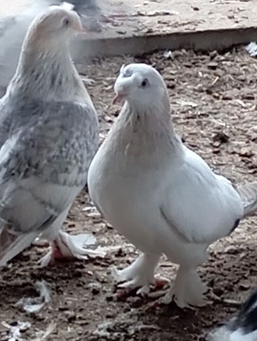 Такла. Голуби. Клітка.