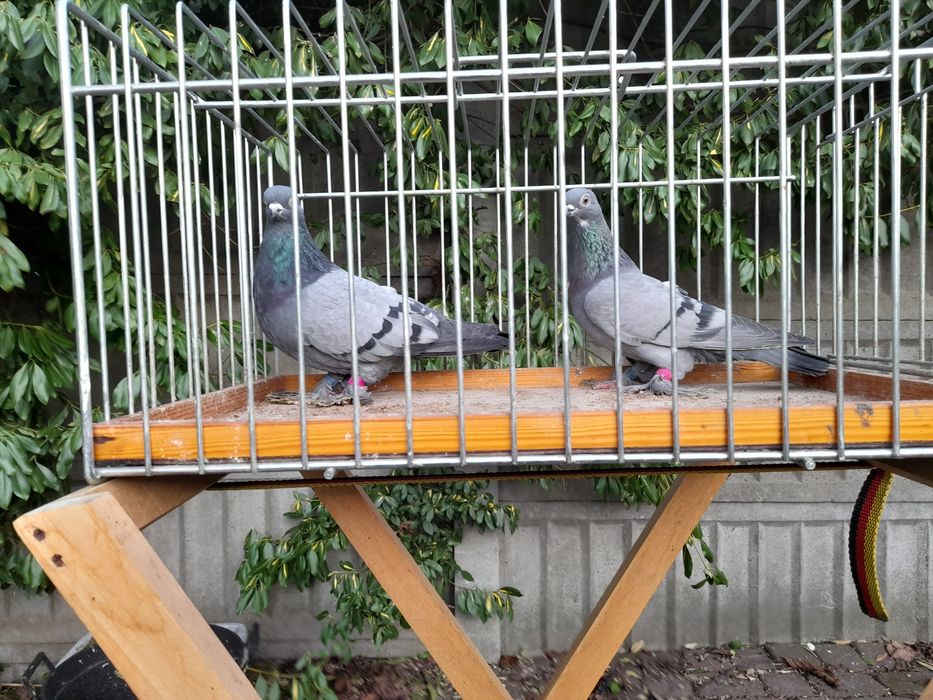 Blauwindry Siwki Staluchy Łapciate