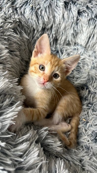 Отдам_ котята_ кошки_ бублик