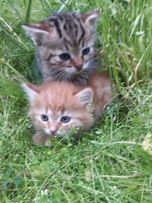 Котята в поисках дома