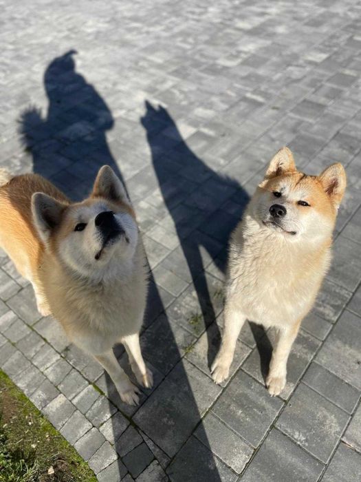 Akita inu szczeniak suczka