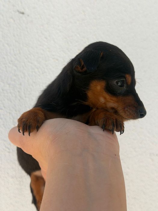 Mini Pincher femea 2 meses