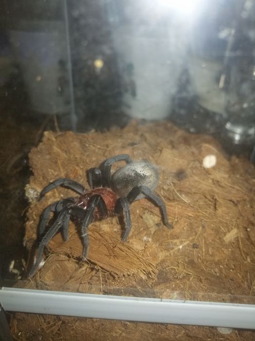 Ptasznik Bumba Horrida