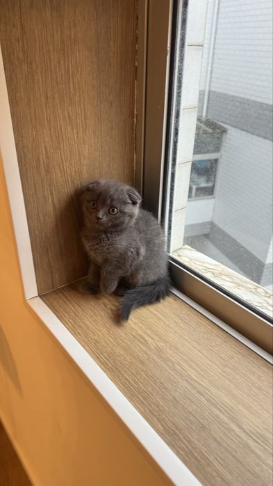 Fêmea scottish fold