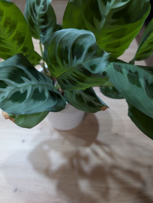 Muda Planta Maranta Leuconeura