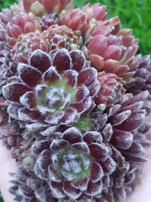 Вуличні Квіти Sempervivum  Вічноживучий  Молодила Кам'яна троянда молодило каменная роза молодило