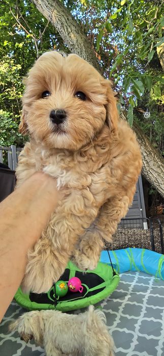 Maltipoo/ chłopczyk