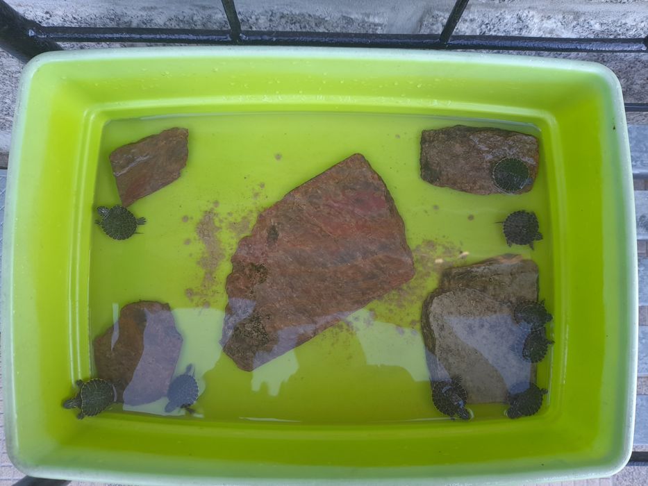 Tartarugueira juvenil