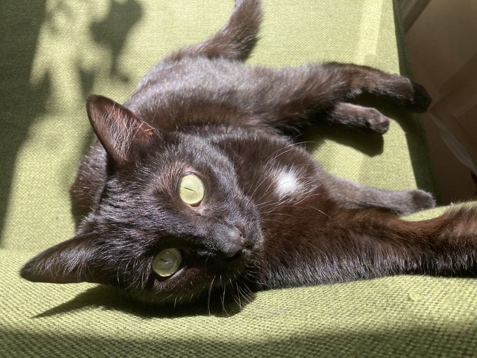 Cat and plants sitting Campo de Ourique Lisboa