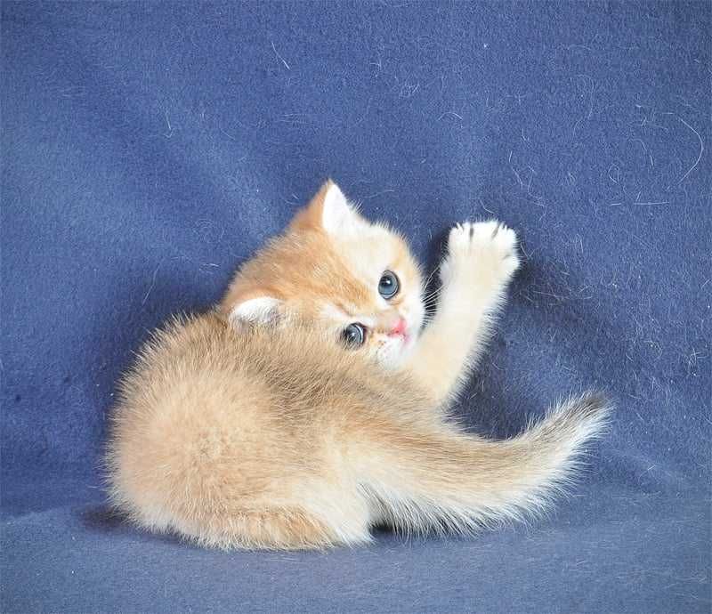 Британская золотая шиншилла