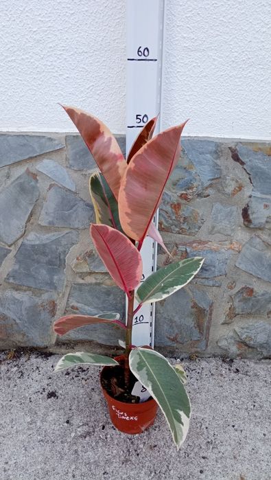 Vaso Ficus tineke