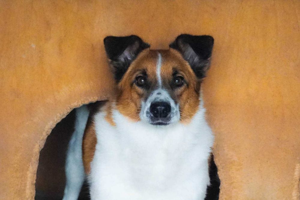Log - biało-rudy pies szuka dom