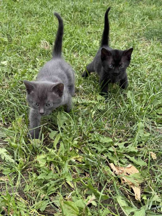 Бесплатно котята