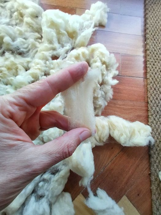 Velo de Ovelha em rama