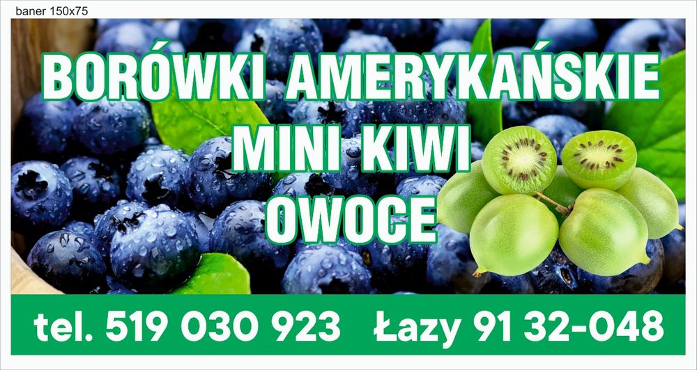 Borówki amerykańskie 5 kg
