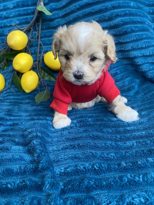 Бебі фейс красиві мальтипу