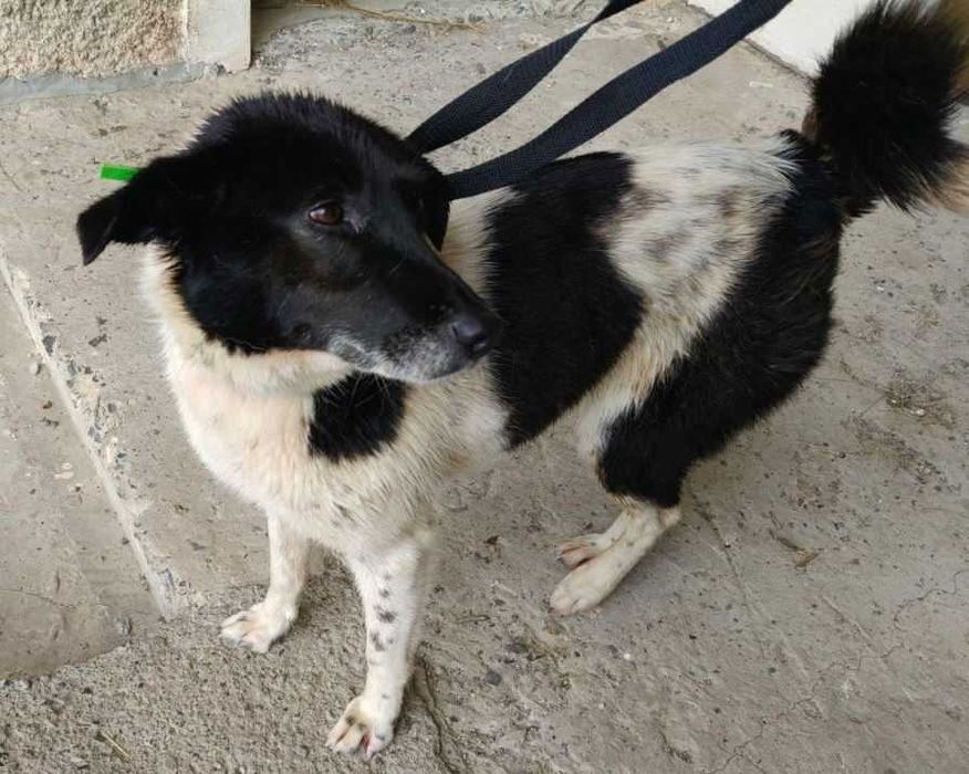 Надзвичайно добра і спокійна собака шукає дім