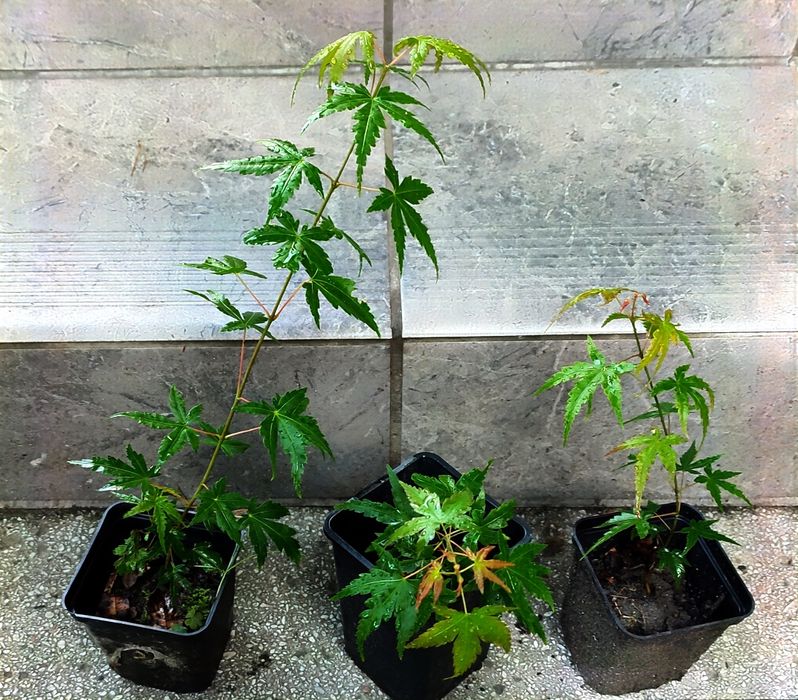 Zestaw na bonsai- 3x klon palmowy+ nasiona klon palmowy purpurowy!