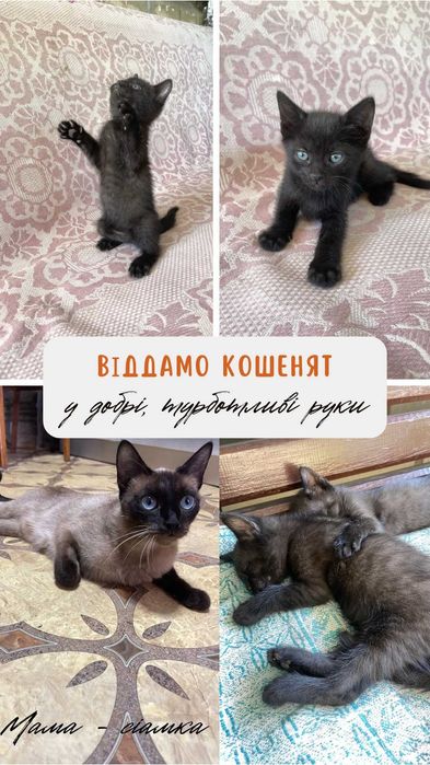 Віддам кошенят безкоштовно