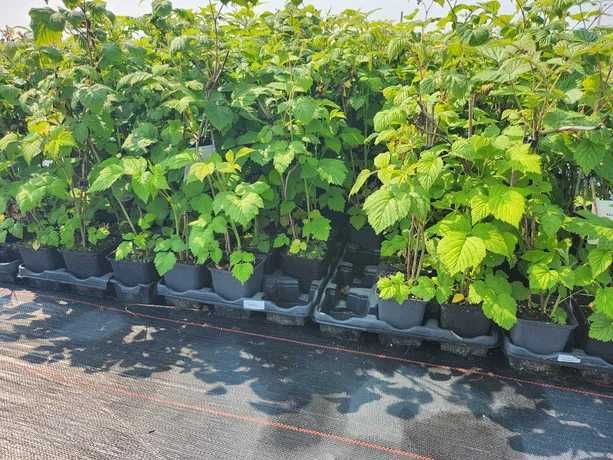 Sadzonki 2 letnie 70cm CAC! malina żółta, malina czarna Bristol