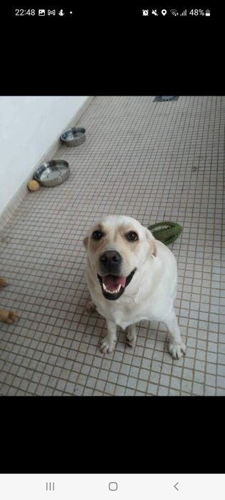 Pet sitter/ cuidadora de animais