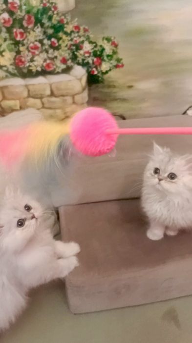 Британські довгошорстні хлопчик і дівчинка 2.5