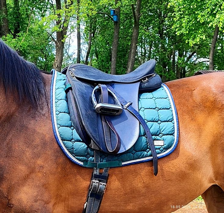 Сідло для коня Wintec Pro Feldmann. Коні , кобила