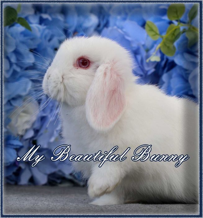 Młody Piękny Króliczek Mini Lop - REW